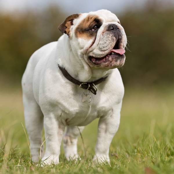 Bulldog, una raza de perros excelente para llevar una vida tranquila y familiar