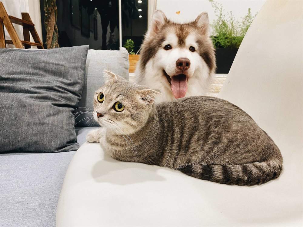 Perro y gato en el sofá.