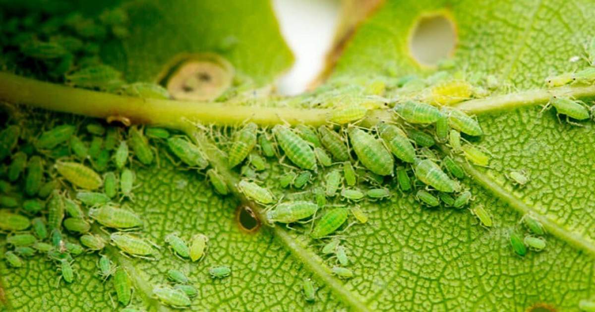 Daños en hoja