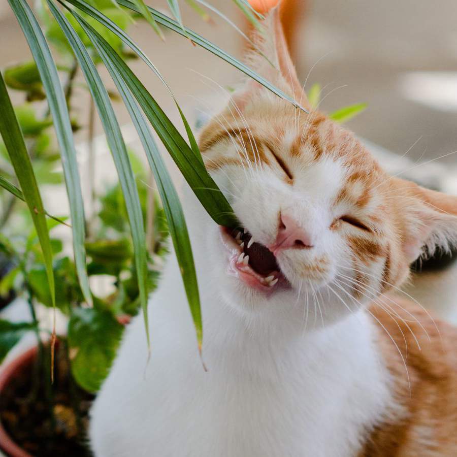 Trucos para evitar que el gato se coma las plantas.