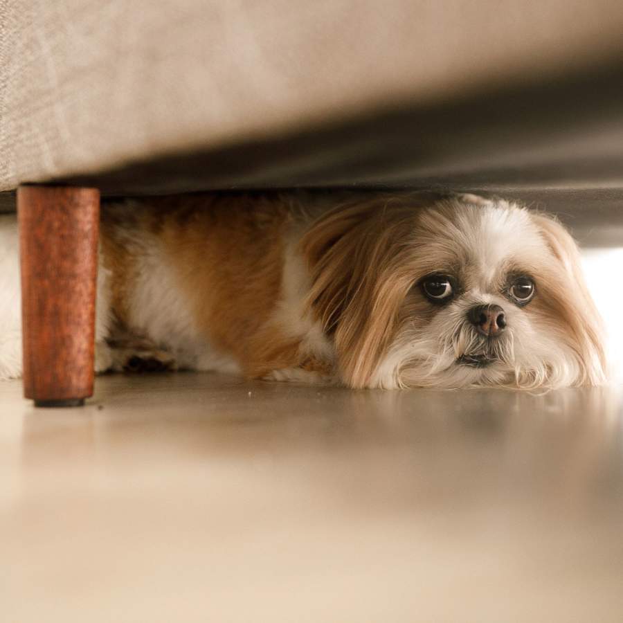 Perro asustado debajo del sofá