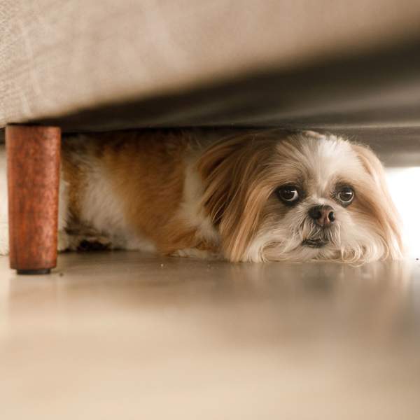 Perro asustado debajo del sofá