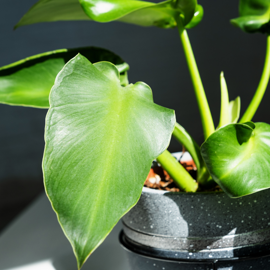 Philodendron rugosum.