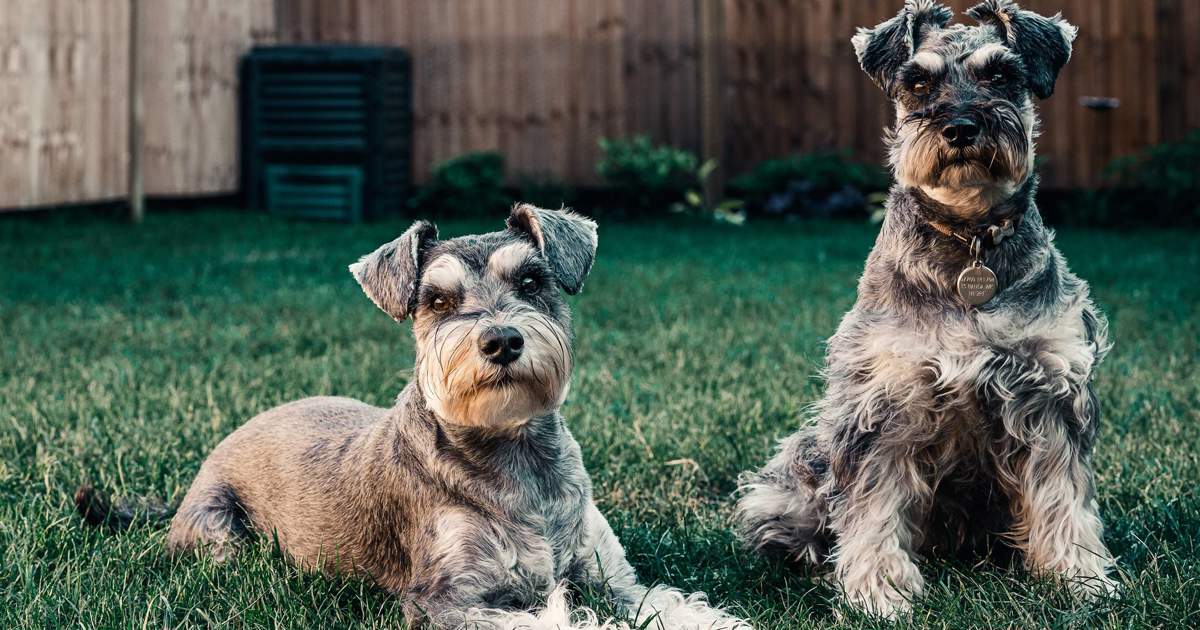 cuanto pesa un mini schnauzer