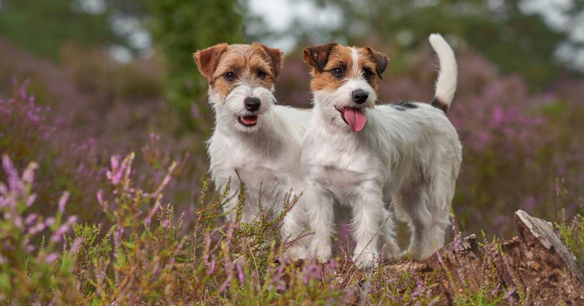 cuantos kilos pesa un jack russell terrier