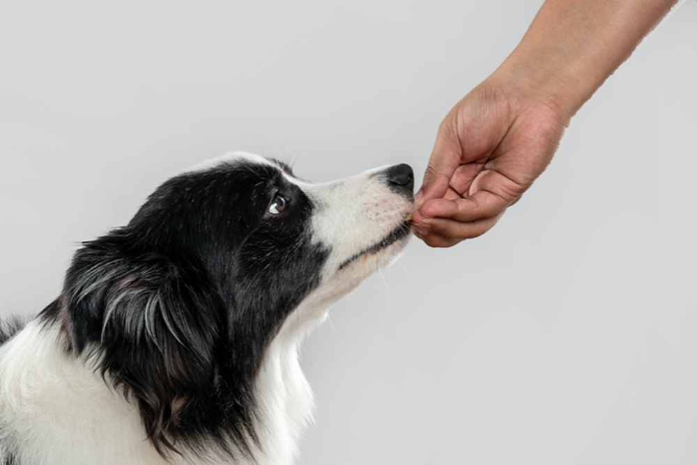 Perro confia en humano.