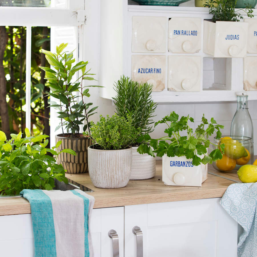 ¿Qué plantas puedes poner en la cocina?