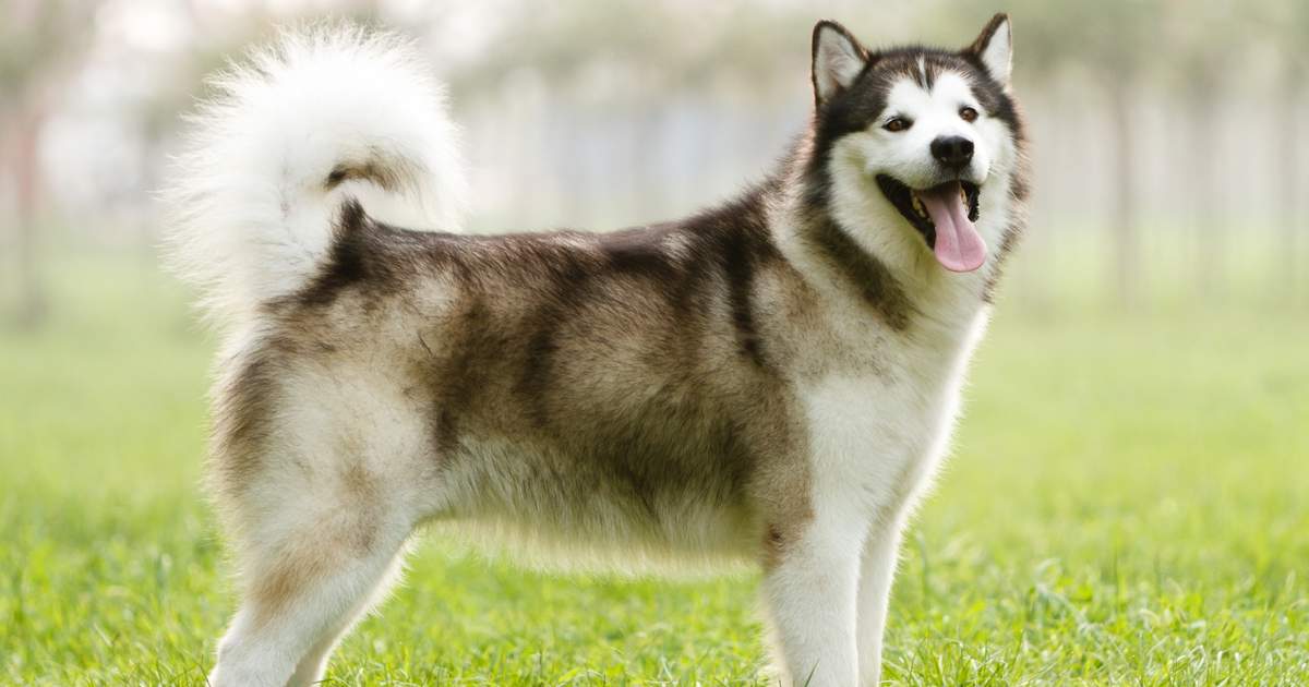 los malamutes de alaska son buenos primeros perros