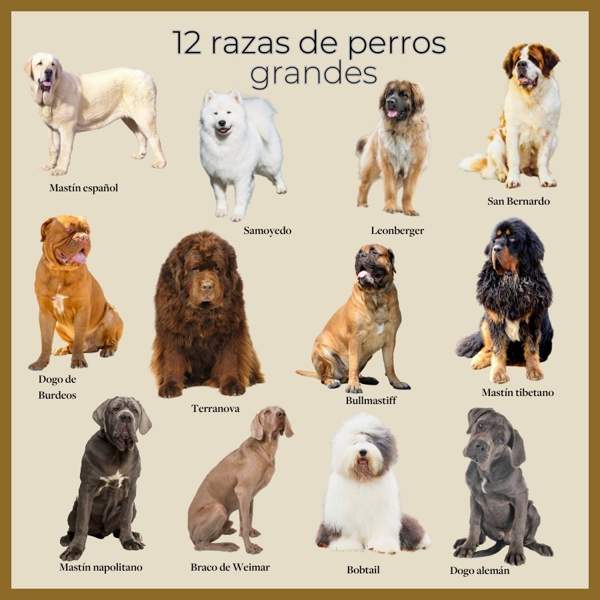 Razas de perros grandes: las 34 más populares y sus características
