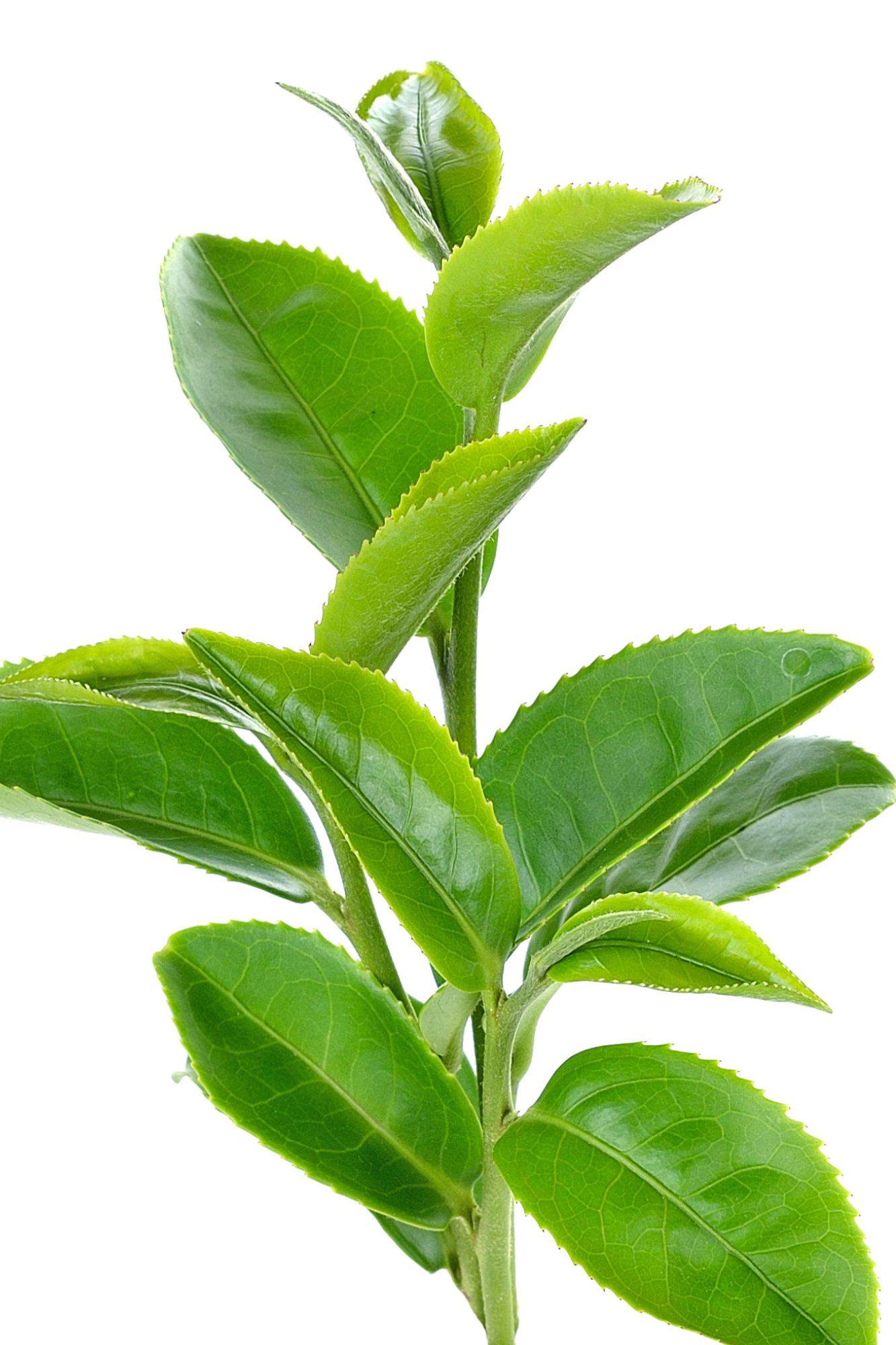 Planta medicinal de té verde.