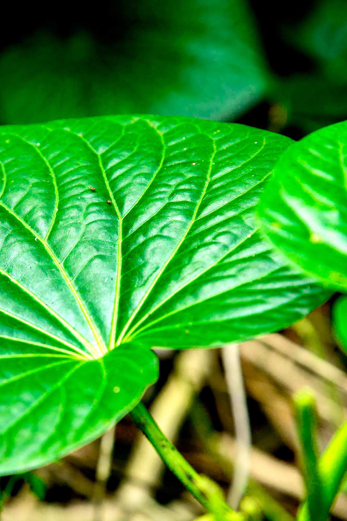 Planta medicinal Kava.