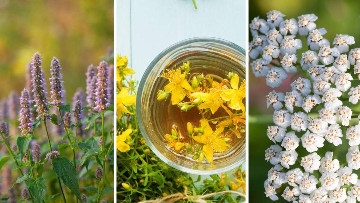 70 plantas medicinales que combaten problemas de salud: para qué sirven y cuáles son sus beneficios