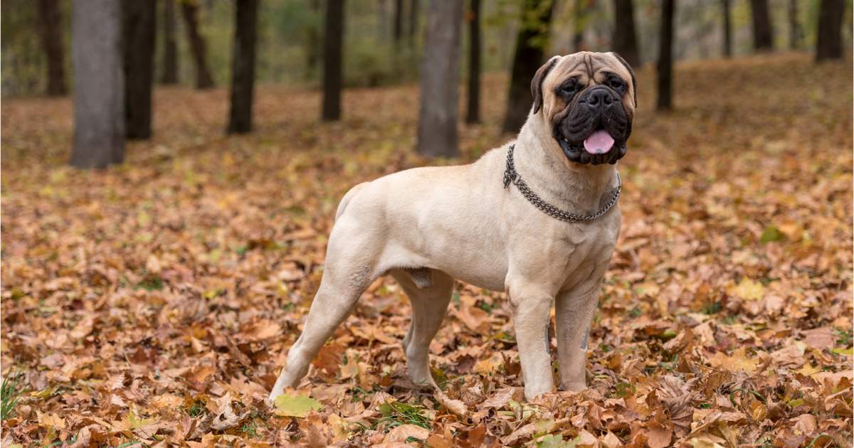 es un bullmastiff lo mismo que un mastin ingles