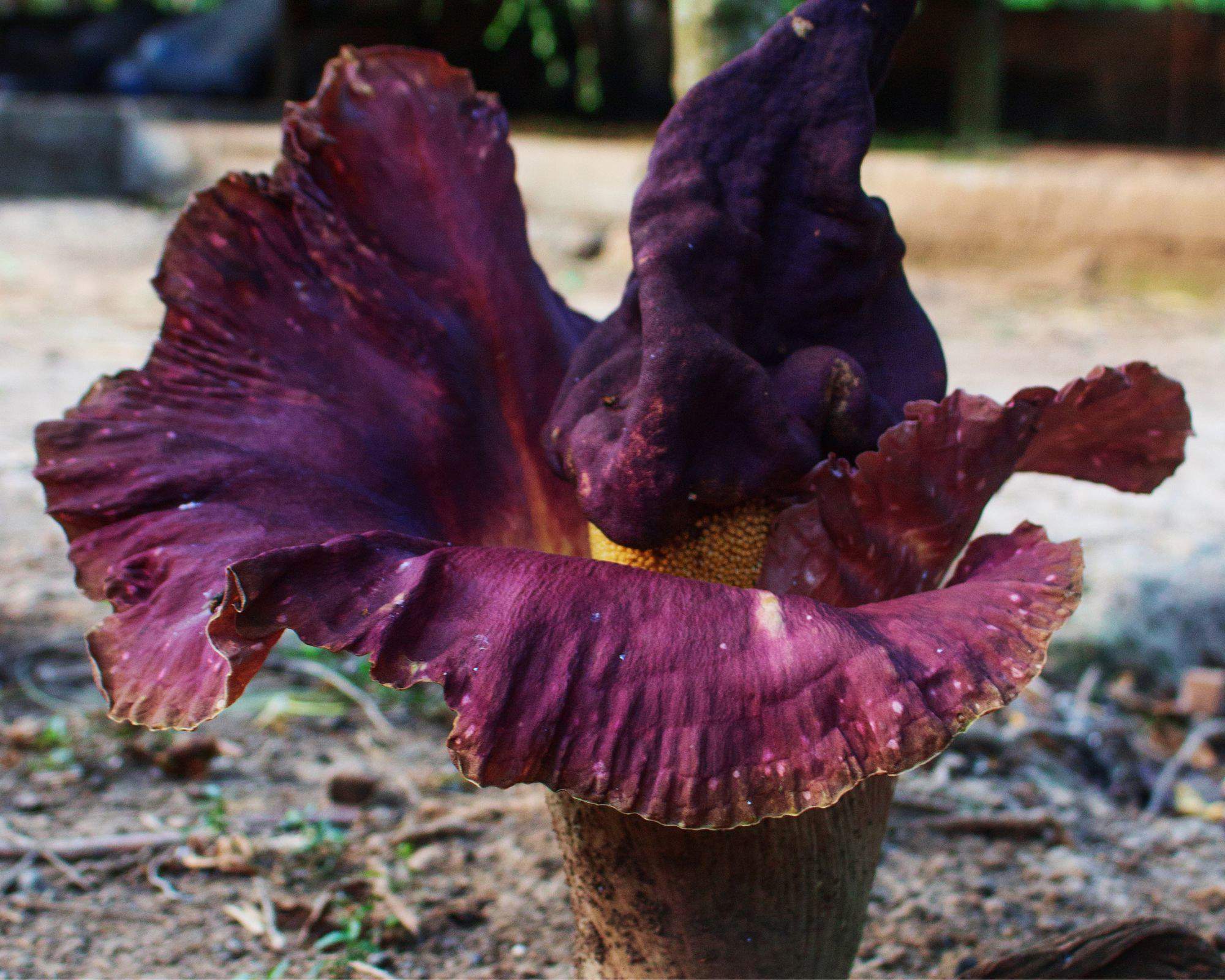 flor cadáver gigante o Amorphophallus titanum.