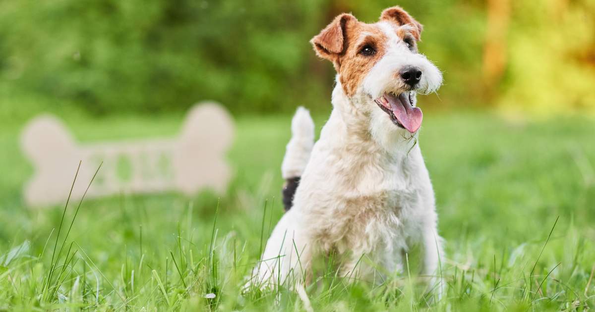 las orejas de cerdo son malas para un fox terrier miniatura