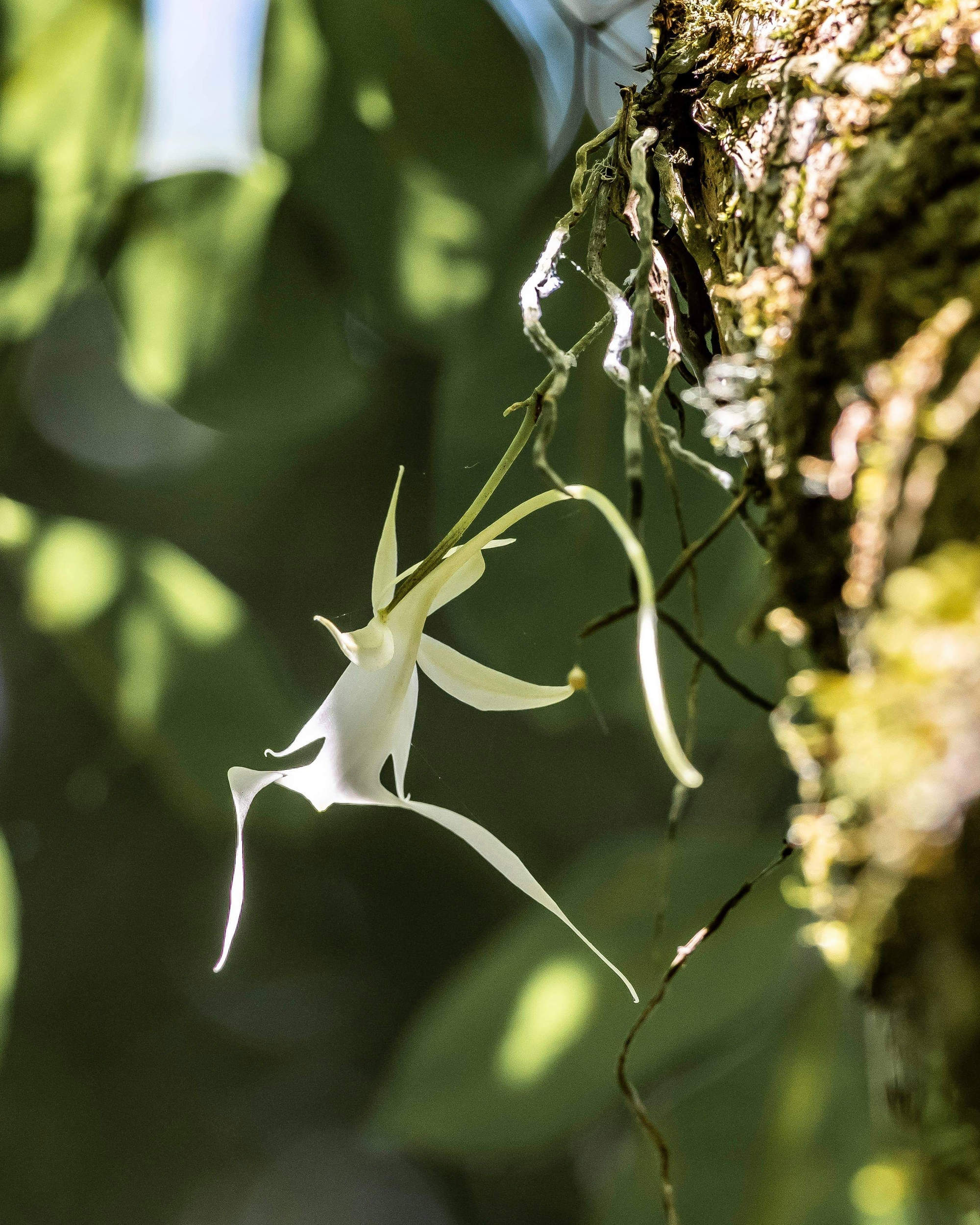 Flor blanca de la orquídea fantasma.