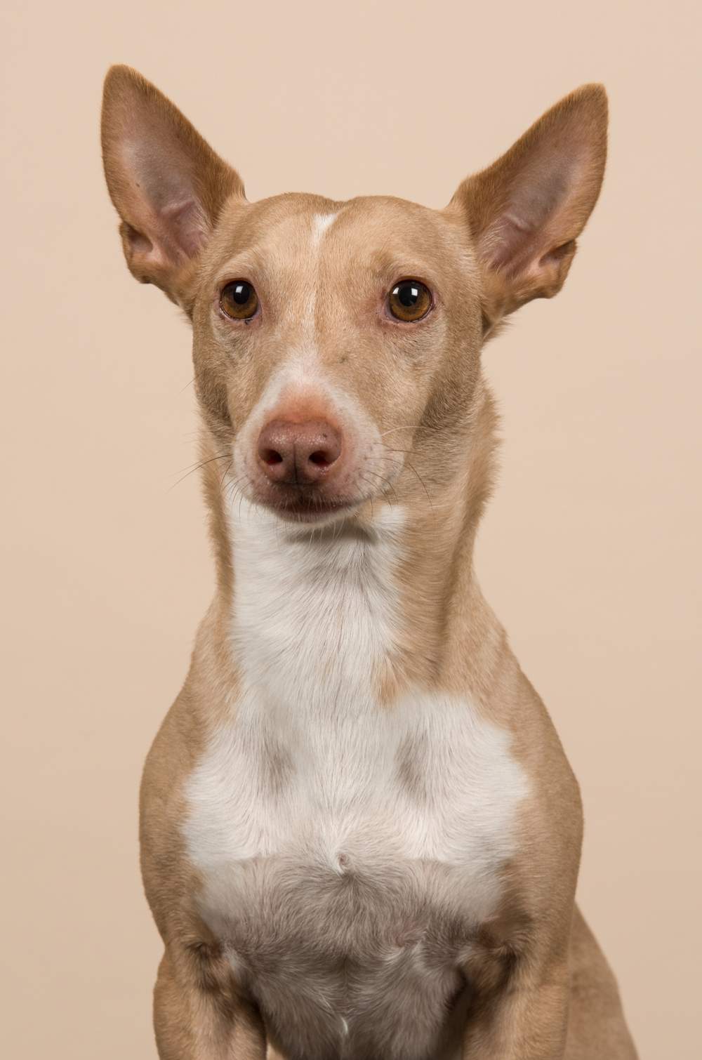 Que Tan Inteligente Es Un Podenco Andaluz