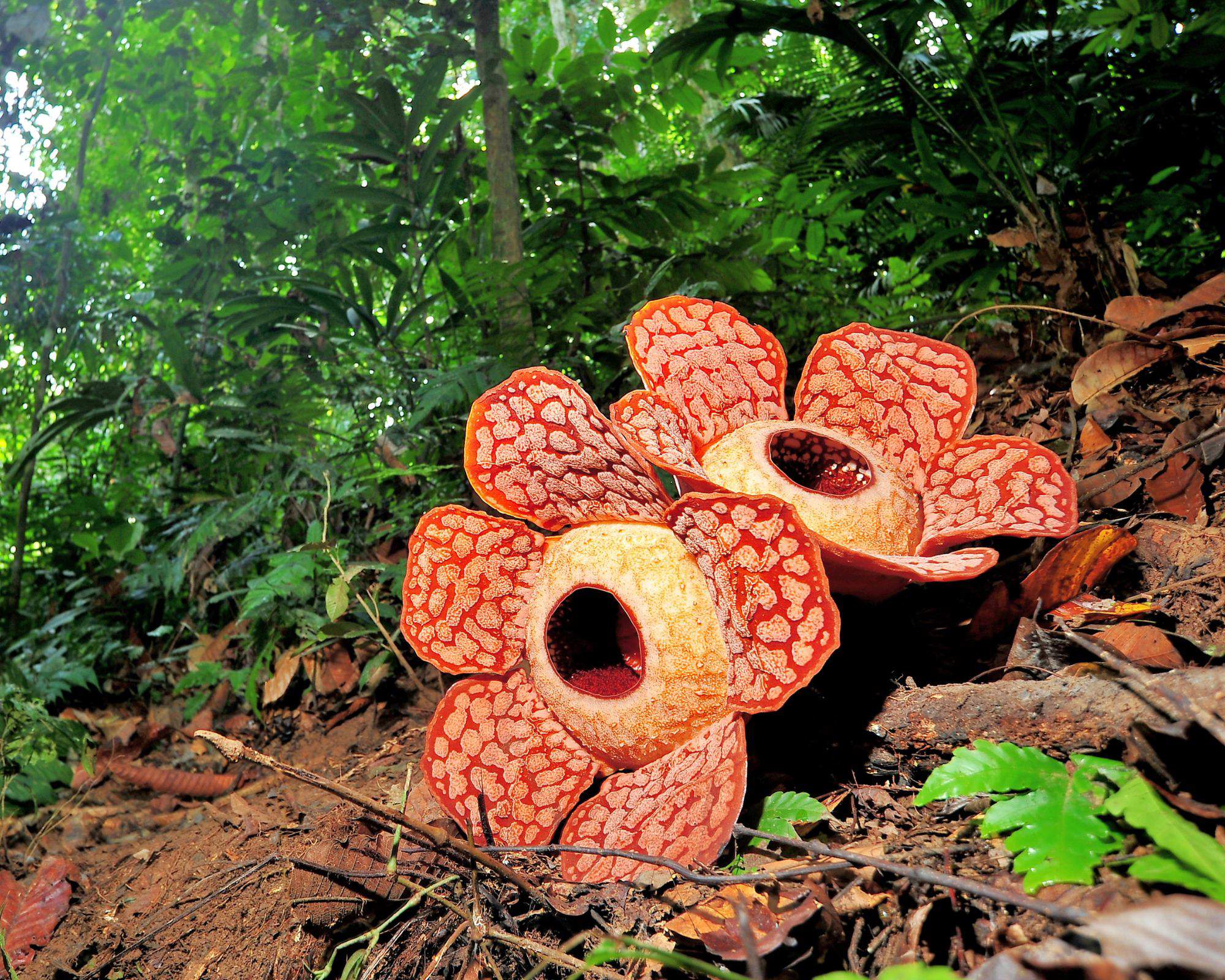 Flor cadáver o Rafflesia arnoldii.