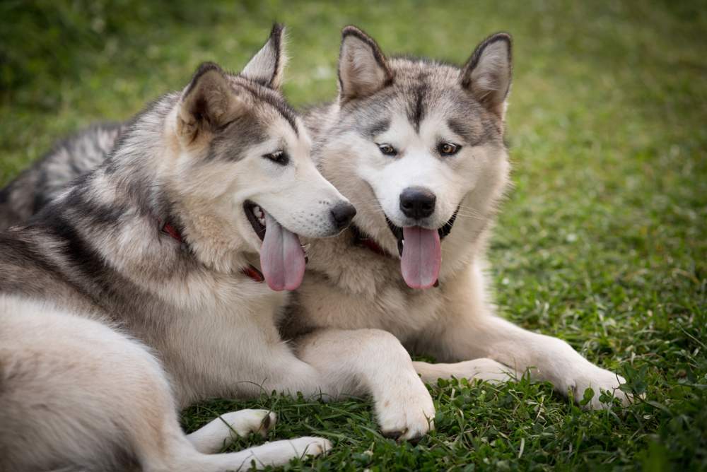 Dos perros malamute de Alaska