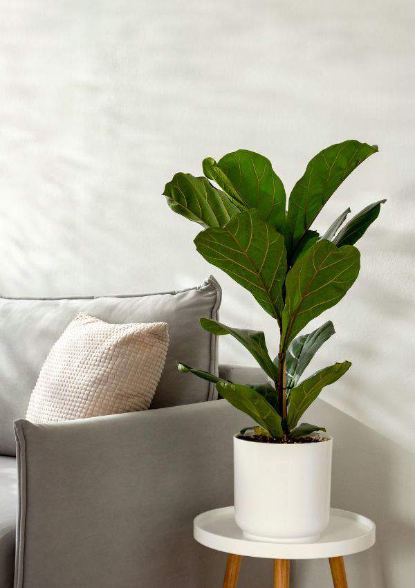 ficus lyrata.