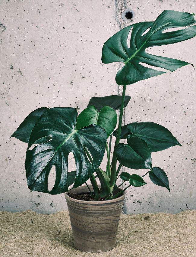 Monstera.