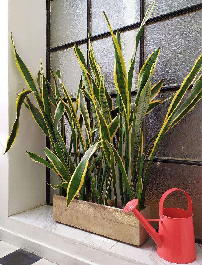 Sansevieria.