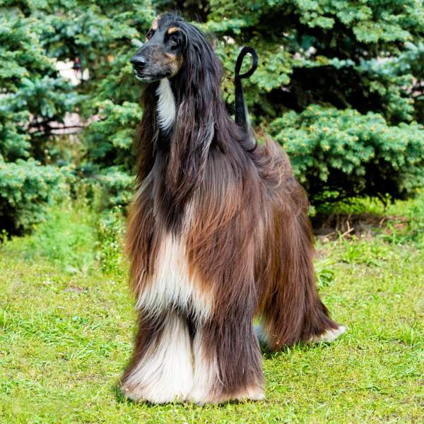 Galgo afgano: todo sobre el perro más elegante y con el pelaje más bonito del mundo