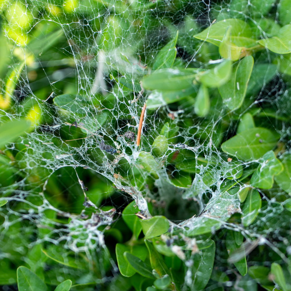 Planta con telarañas finas.