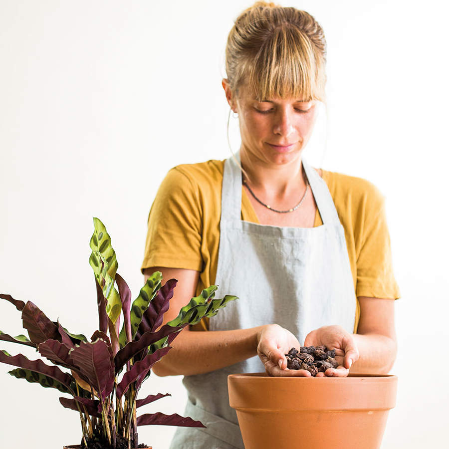 Aprende a limpiar tus macetas de barro para prevenir futuras plagas o enfermedades en tus plantas. 
