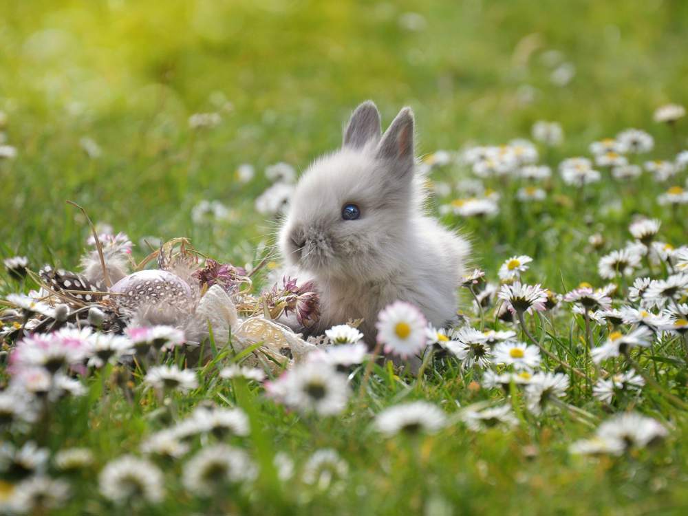 Conejo en el campo entre flores.