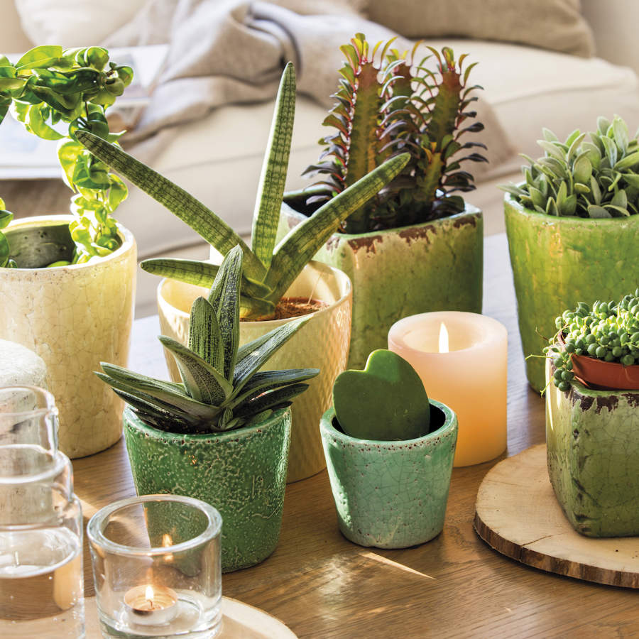 mesa de centro con plantas