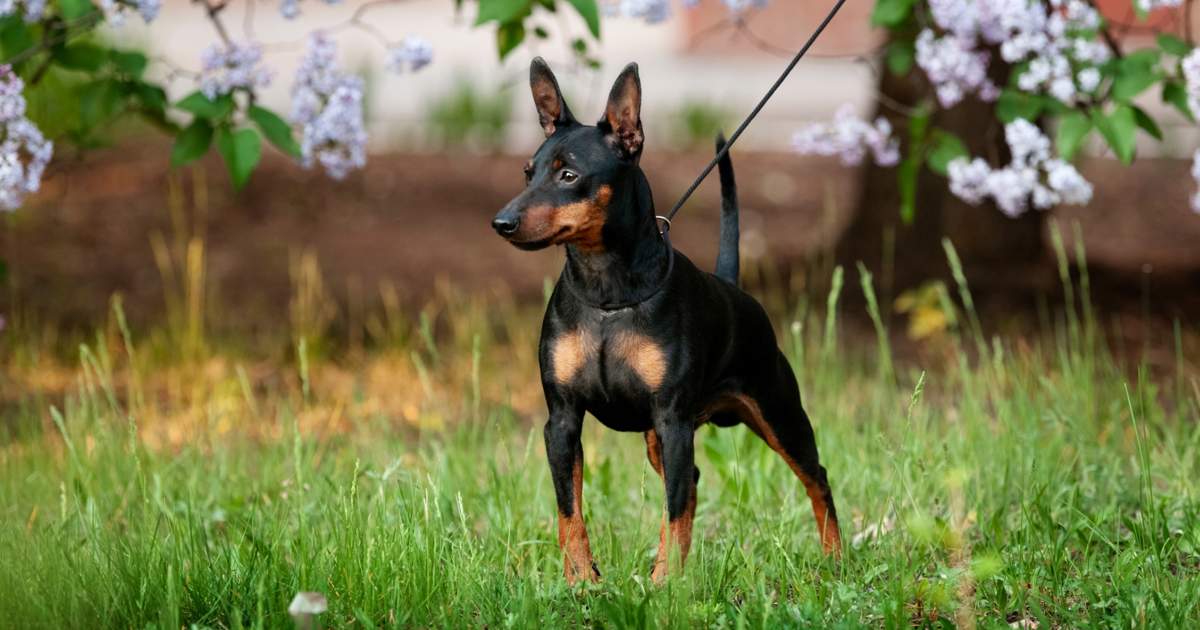 pinscher miniatura