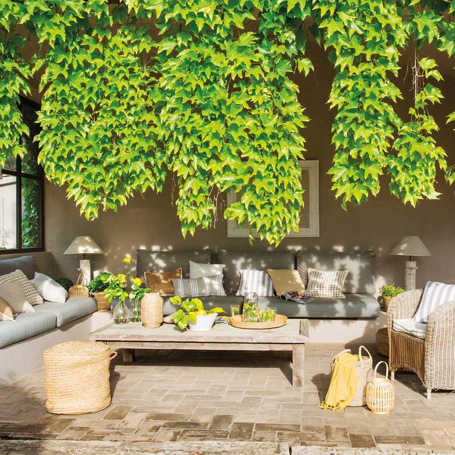 7 plantas trepadoras y enredaderas para decorar la pérgola del jardín o terraza.