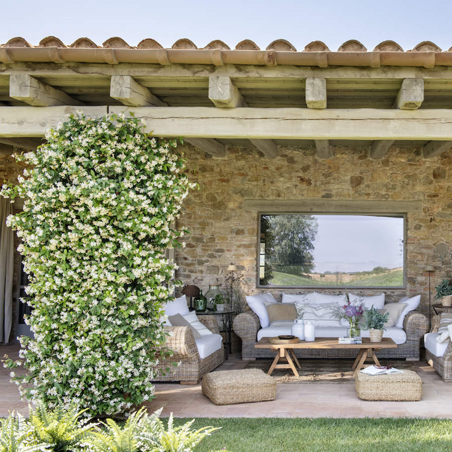 Las 6 plantas de exterior más resistentes a las plagas con las que decorar tu jardín o terraza.