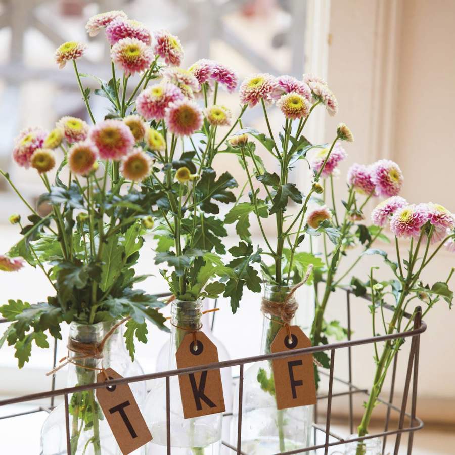 5 plantas con flor que puedes plantar o comprar este otoño para dar vida a tu balcón o jardín.