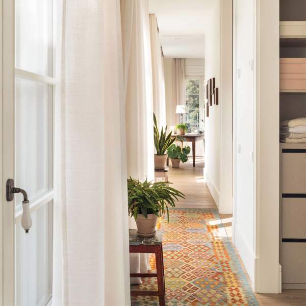 7 plantas de interior que decoran pasillos: resistentes, hermosas y del tamaño perfecto 