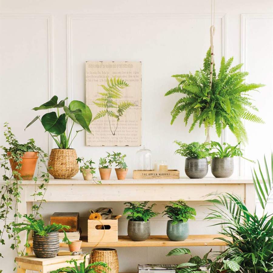 plantas y plantas colgantes