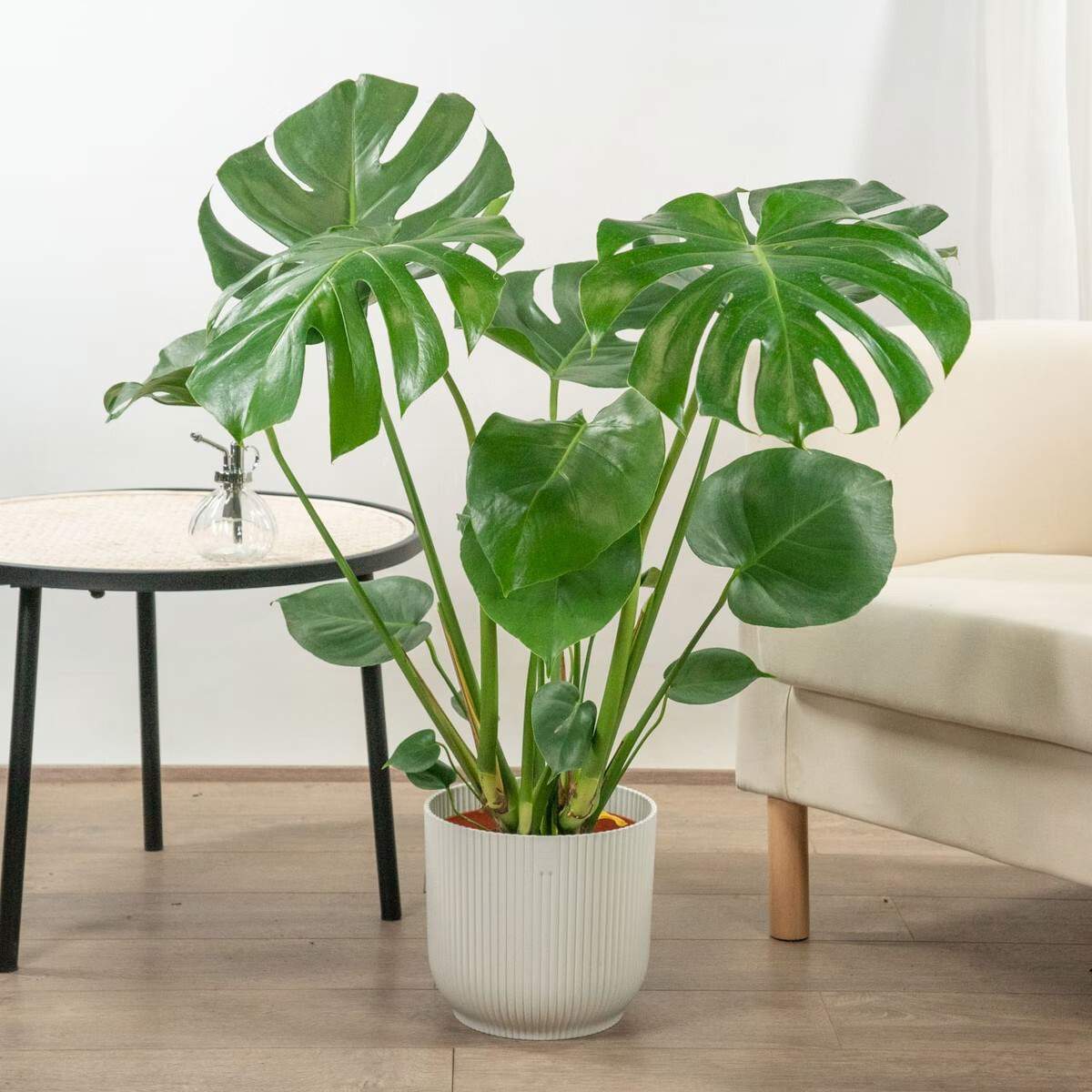 monstera deliciosa be green 