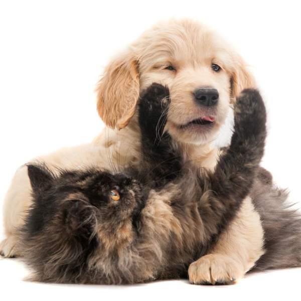 Omega-3 para perros y gatos: una experta cuenta todo lo que debes saber antes de dárselo a tus mascotas