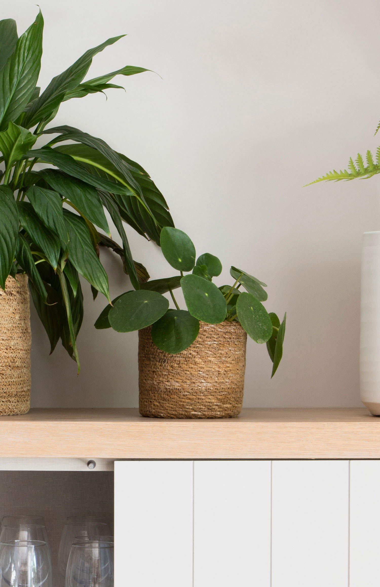  Pilea peperomioides