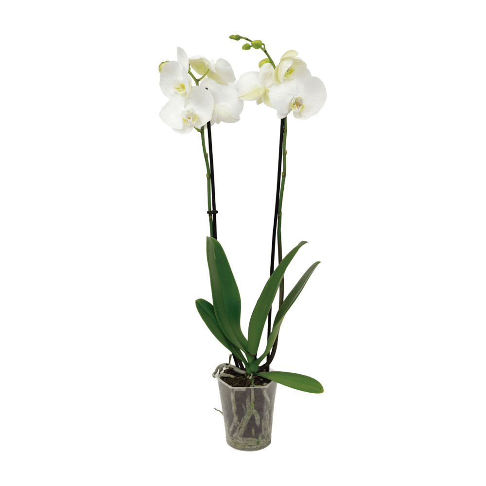Orquídea de Aldi