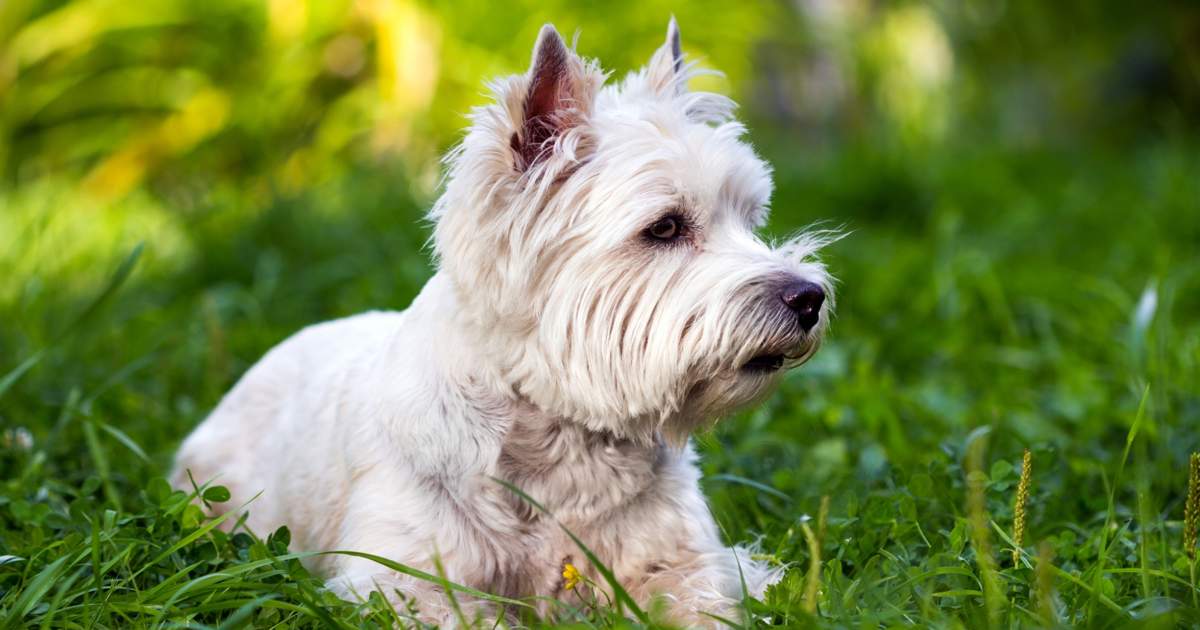 cuanto cuestan los cachorros westie