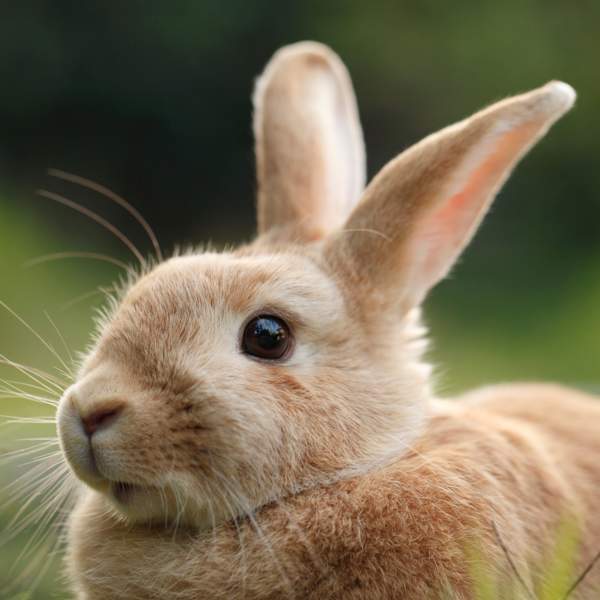 Conejo enano holandés: la raza de conejos más pequeña del mundo