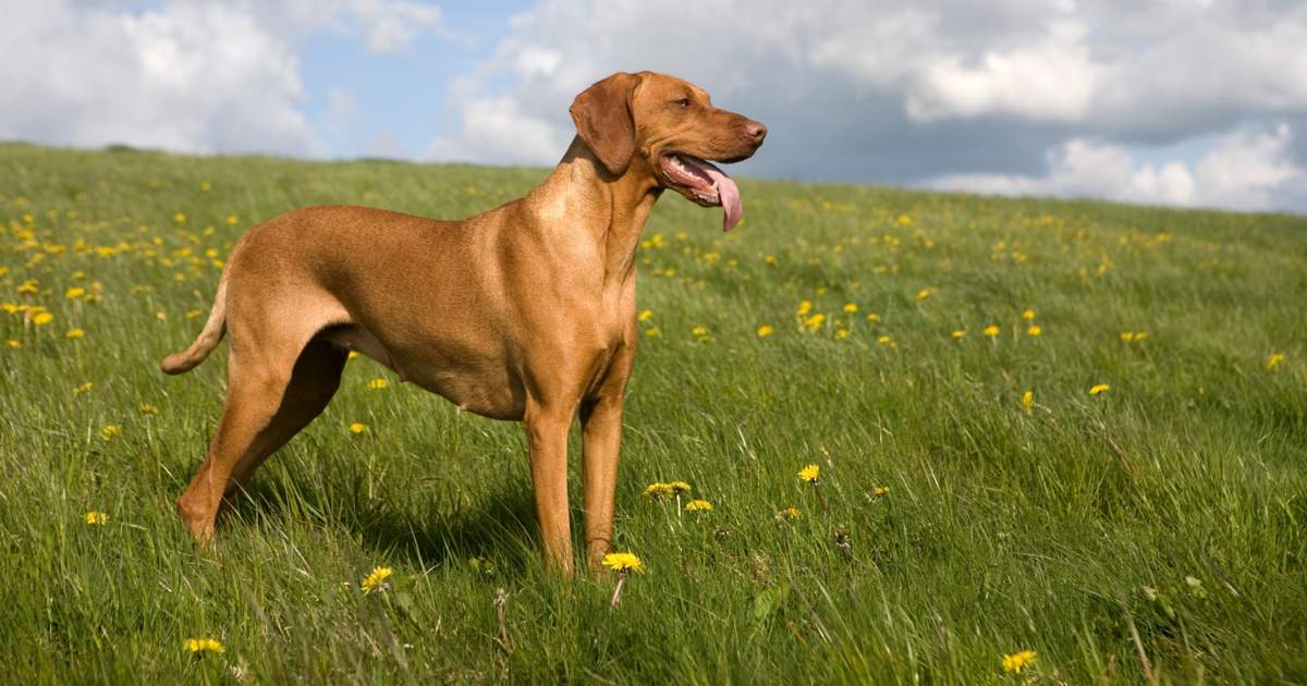 cuanto cuesta un perro vizsla