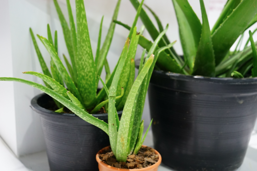 aloe vera buena suerte 