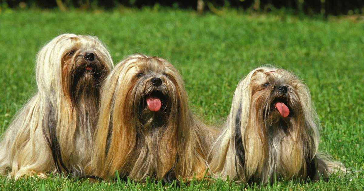 La best sale lhasa apso