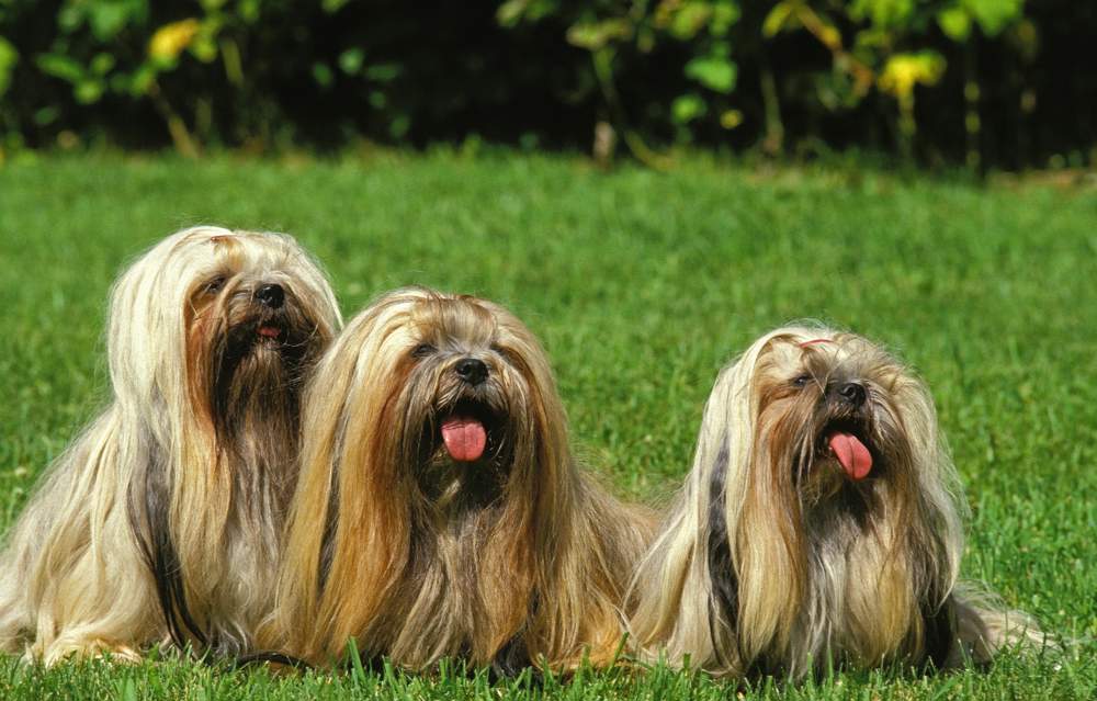 Perros de la raza lhasa apso