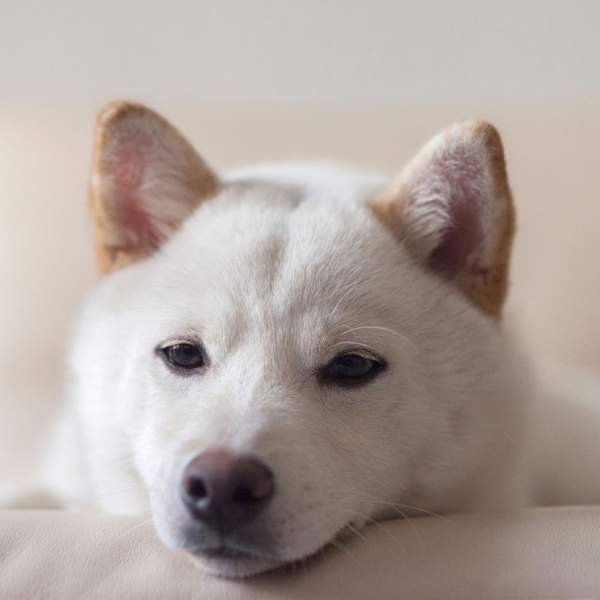 10 razas de perros japoneses que deberías conocer (ya mismo)