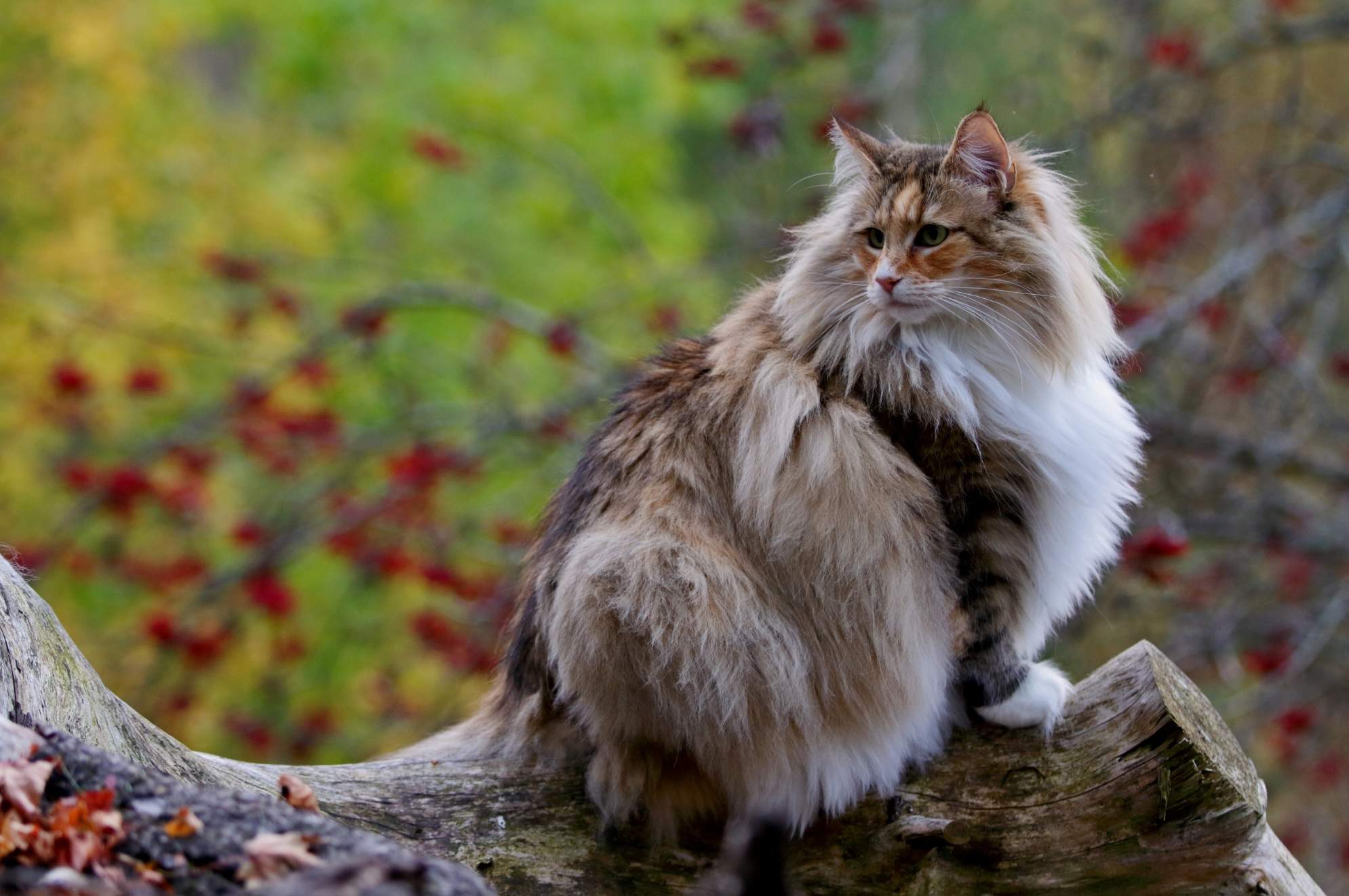Gato noruego del bosque