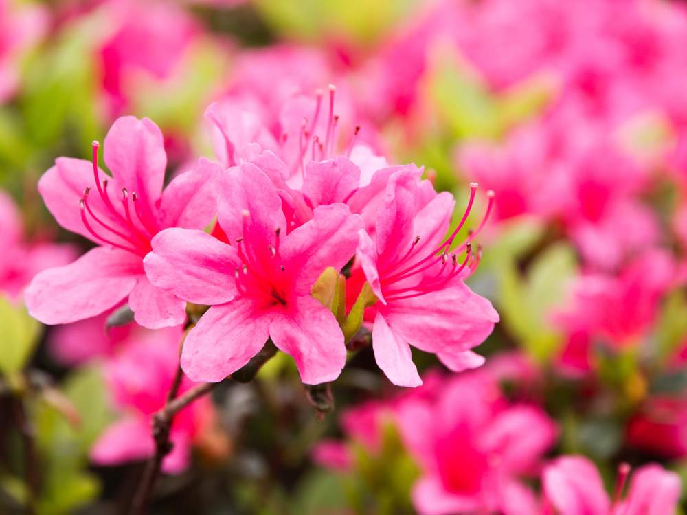 Cómo cultivar azaleas en maceta.